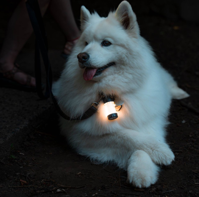 ML4 WARMLIGHT LEDLENSER Taschenlampen Bild 5